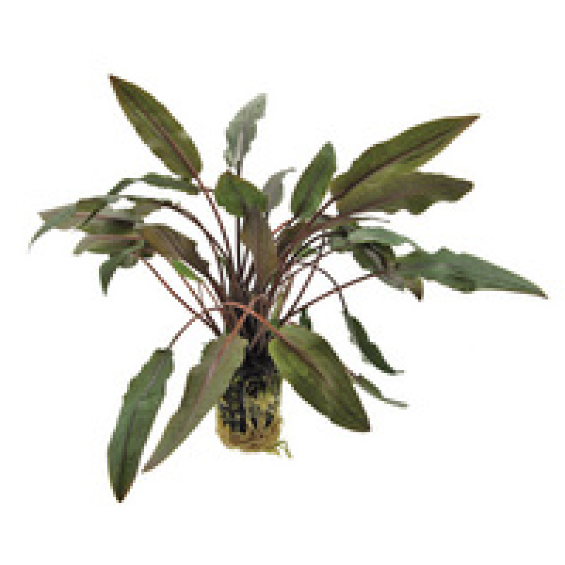 6x Cryptocoryne Undulatus brown